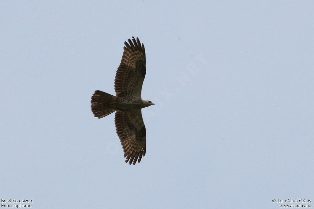 European Honey Buzzard, Flight