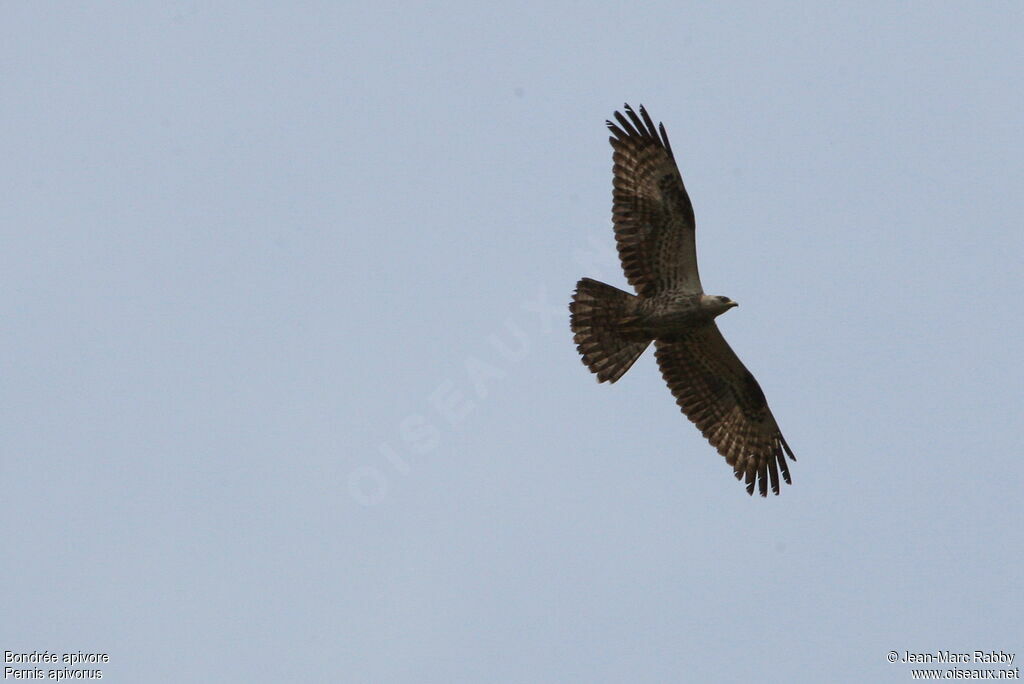 European Honey Buzzard, Flight