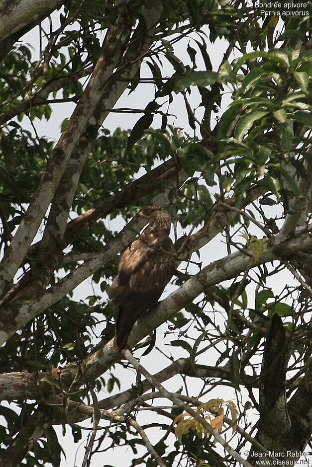 European Honey Buzzard