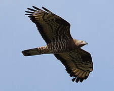 European Honey Buzzard