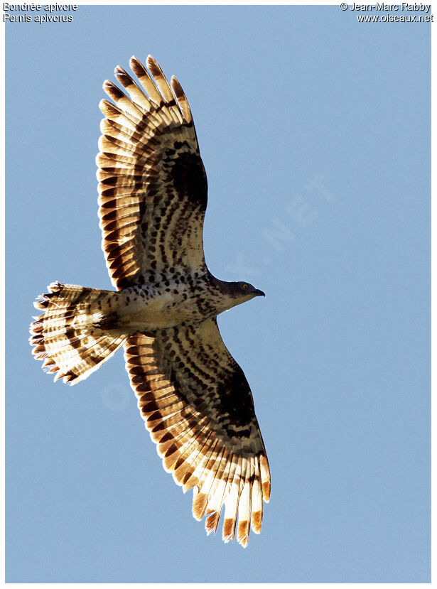 European Honey Buzzard male adult, Flight