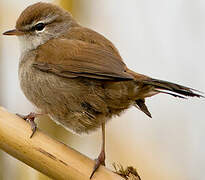 Cetti's Warbler