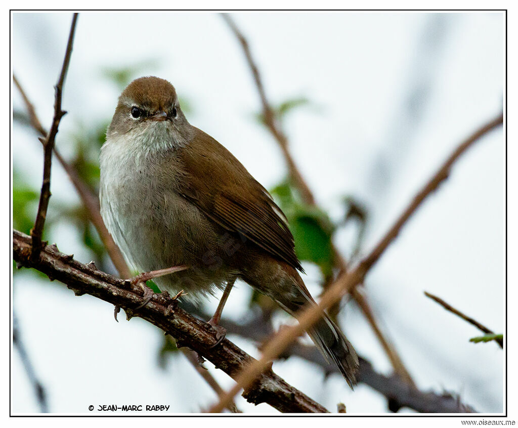 Bouscarle de Cetti mâle, identification