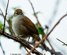 Cetti's Warbler