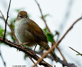 Bouscarle de Cetti