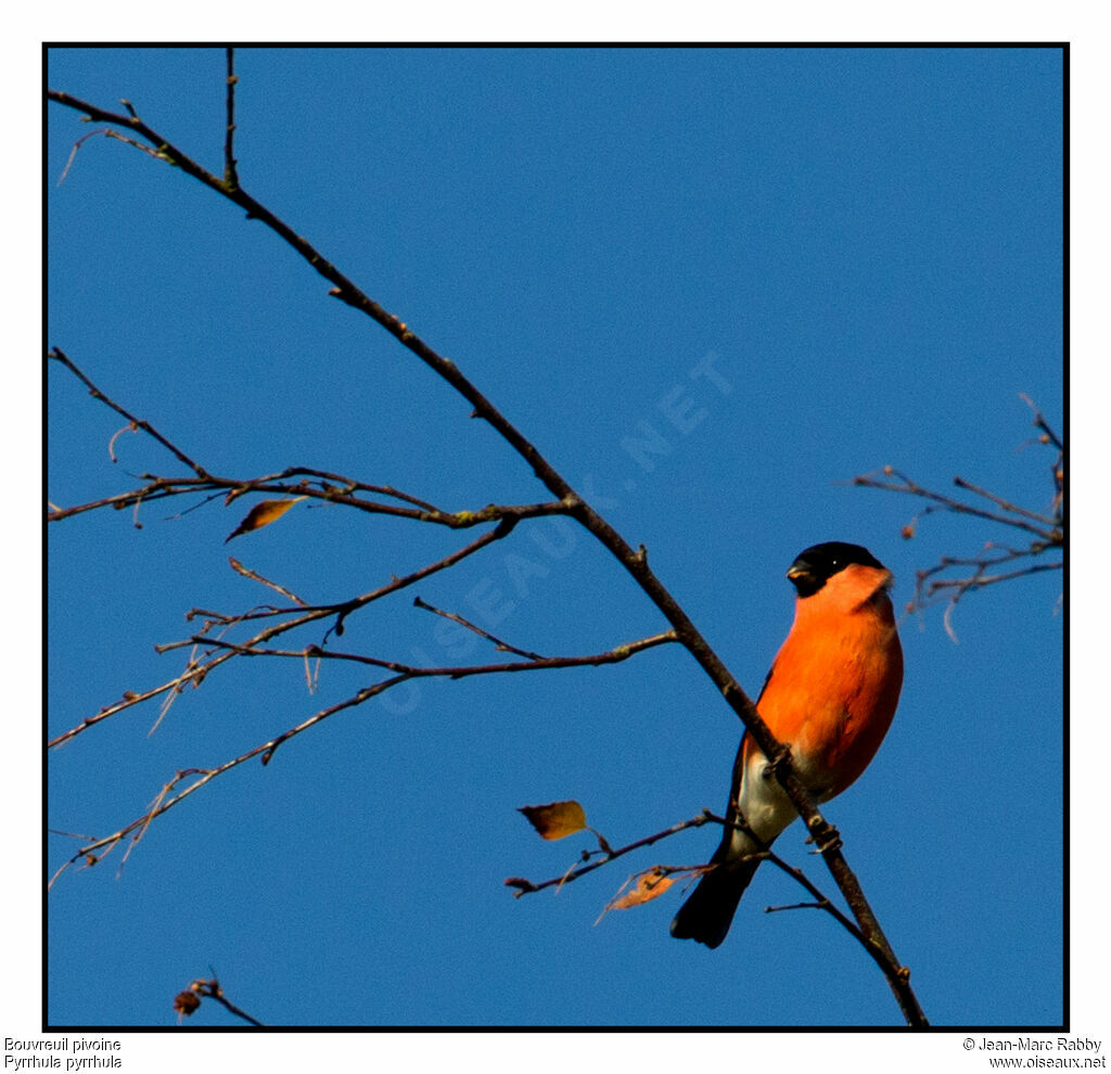 Eurasian Bullfinch, identification