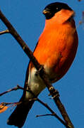 Eurasian Bullfinch