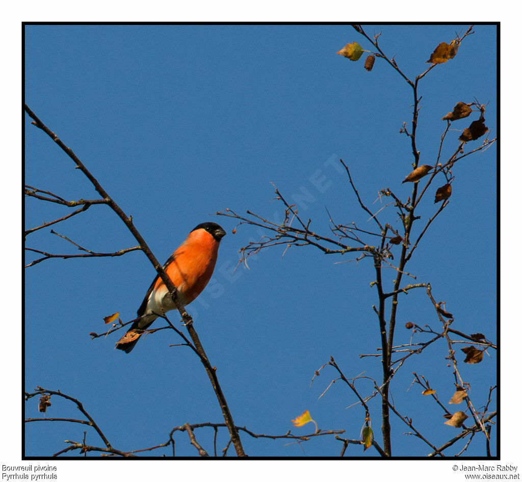 Eurasian Bullfinch, identification