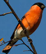 Eurasian Bullfinch