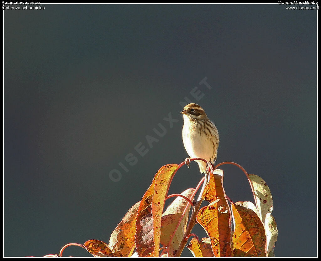 Bruant des roseaux, identification