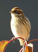 Common Reed Bunting