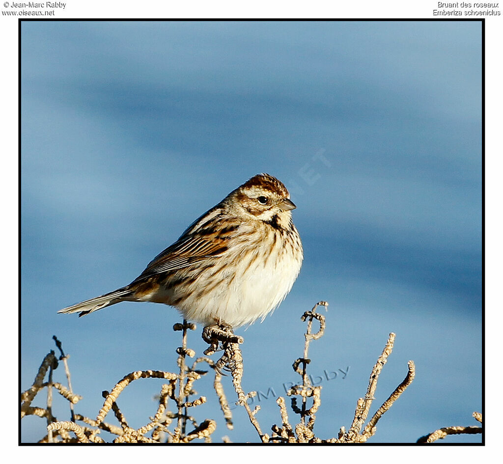 Bruant des roseaux, identification