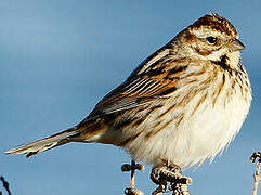 Common Reed Bunting