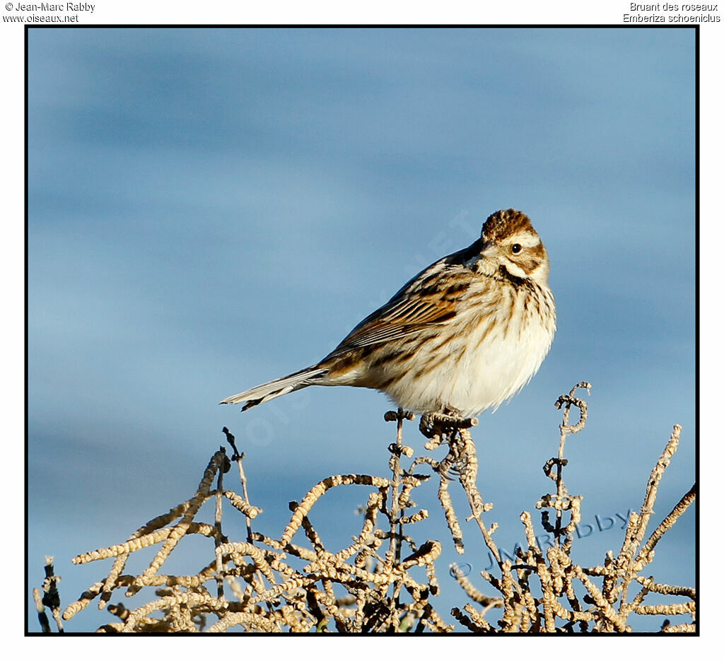 Bruant des roseaux, identification