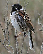 Common Reed Bunting