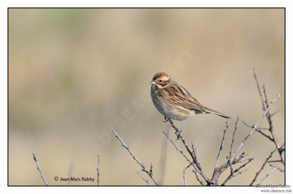 Bruant des roseaux, identification