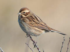 Common Reed Bunting