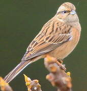 Rock Bunting