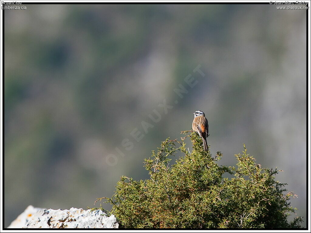 Rock Bunting, identification