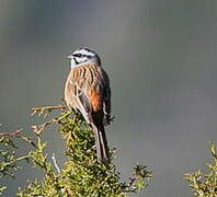 Rock Bunting