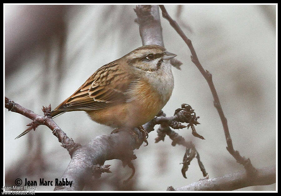 Bruant fou mâle 2ème année, identification