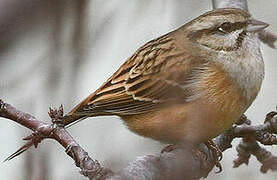 Rock Bunting