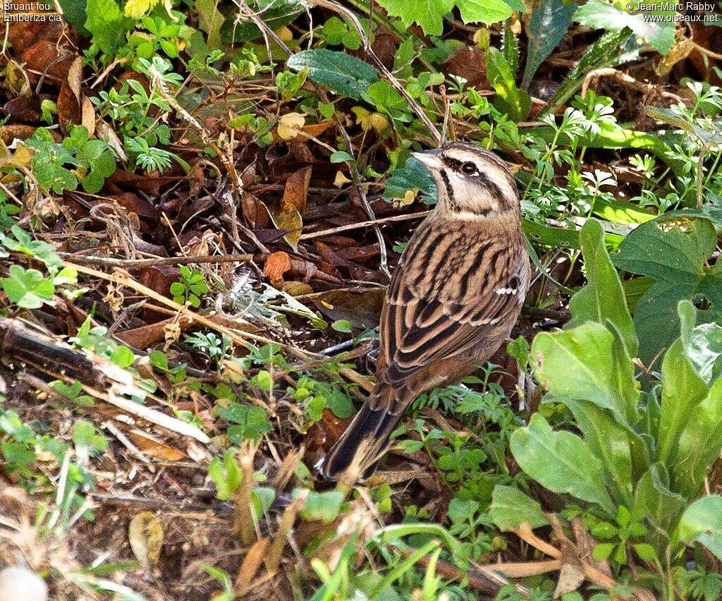 Rock Bunting, identification