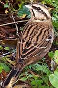 Rock Bunting