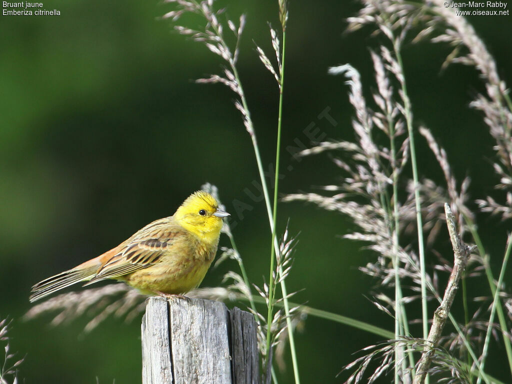 Bruant jaune, identification