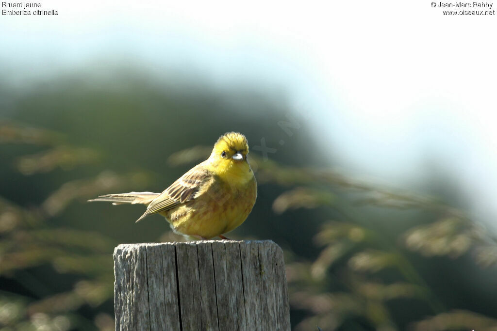 Bruant jaune, identification