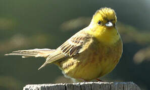 Yellowhammer