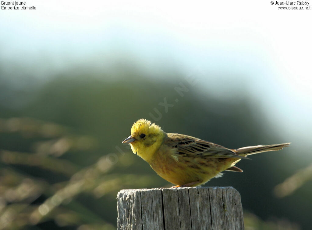 Bruant jaune, identification