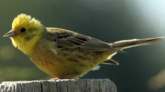 Yellowhammer