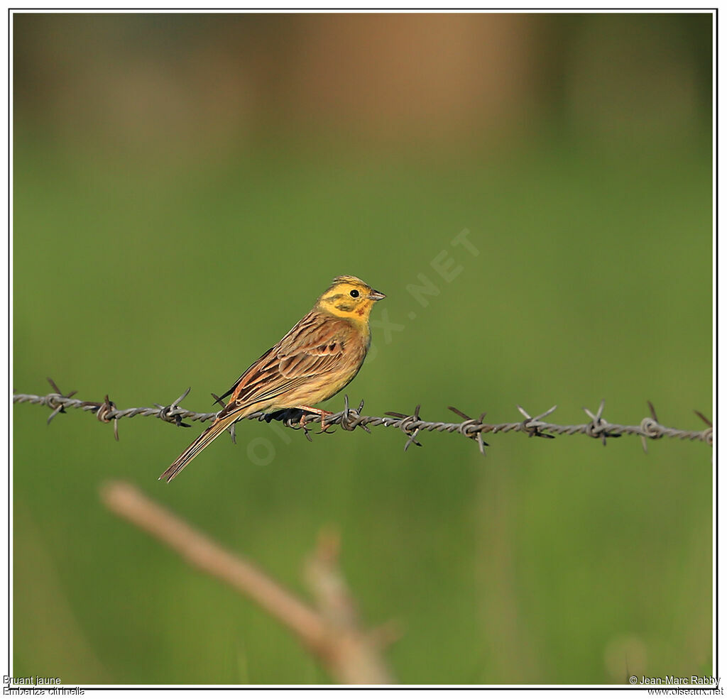 Yellowhammer, identification