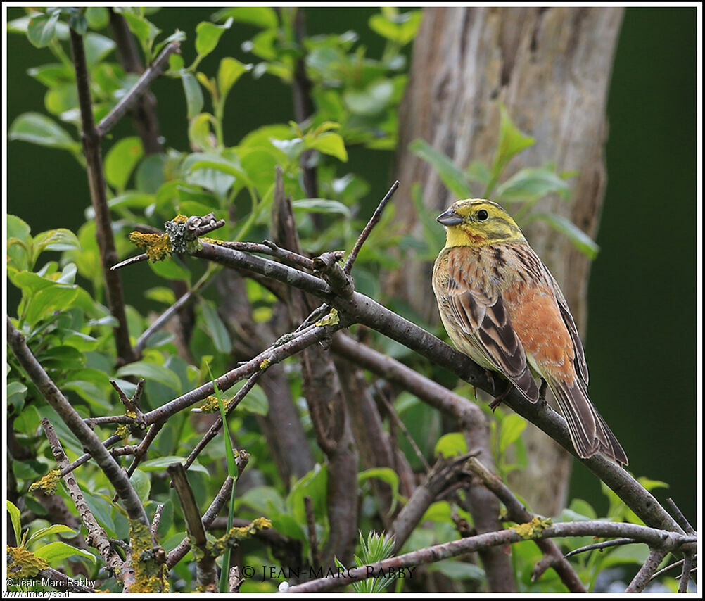 Yellowhammer, identification