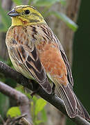 Yellowhammer