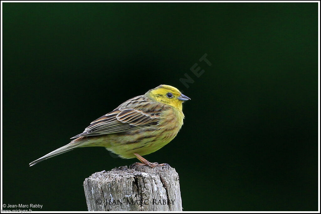 Bruant jaune, identification