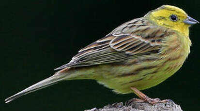 Bruant jaune