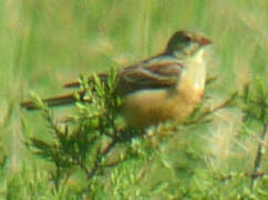 Ortolan Bunting