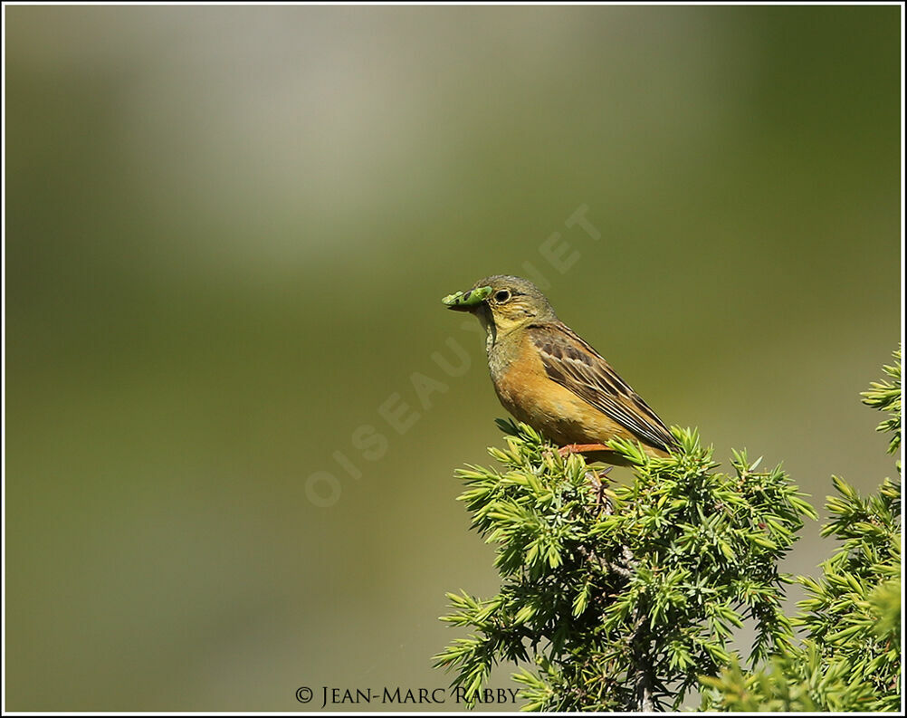 Ortolan Bunting, identification