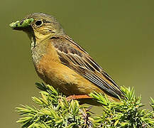 Ortolan Bunting