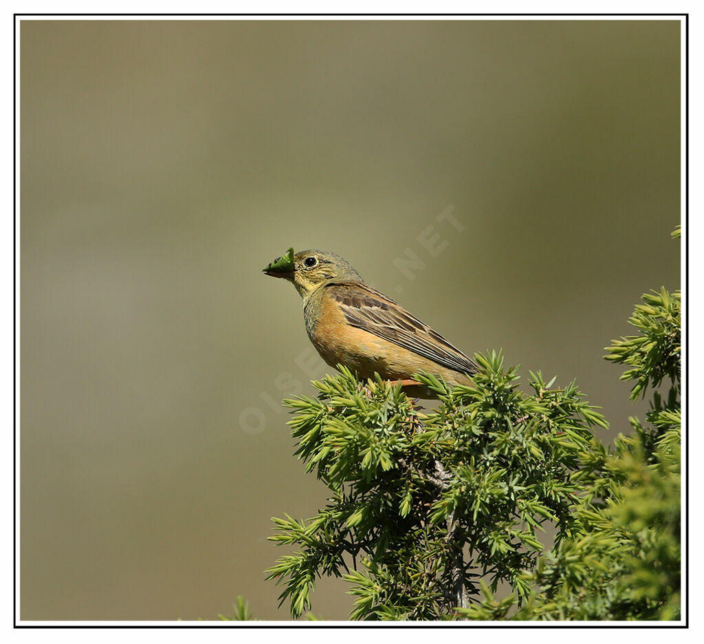 Bruant ortolan, identification