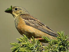 Ortolan Bunting