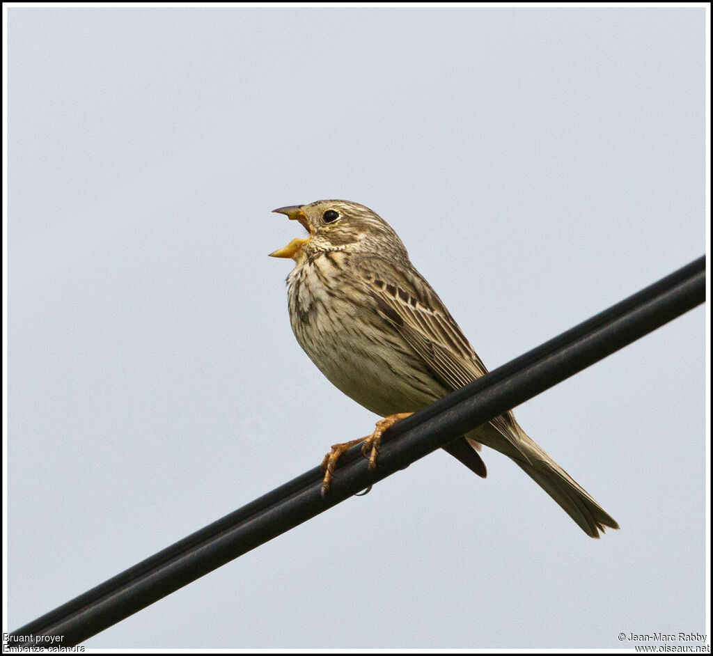 Corn Bunting, identification