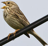 Corn Bunting