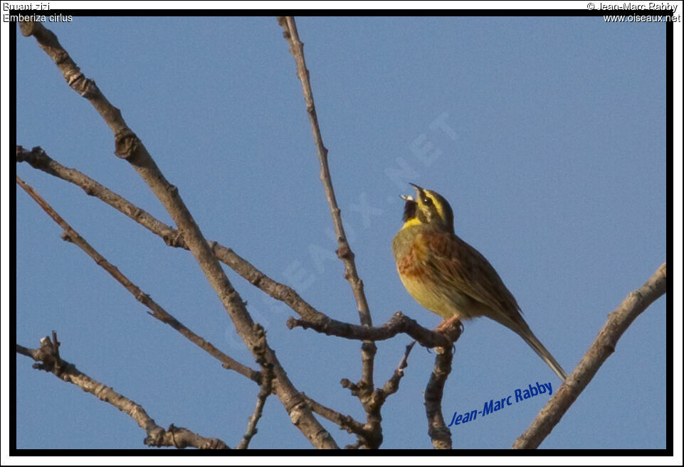 Cirl Bunting, identification