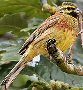 Cirl Bunting