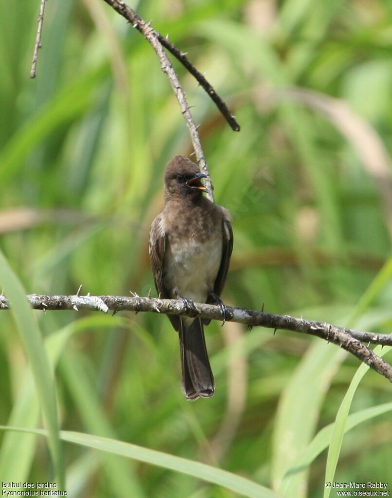 Bulbul des jardins