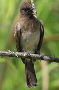 Common Bulbul