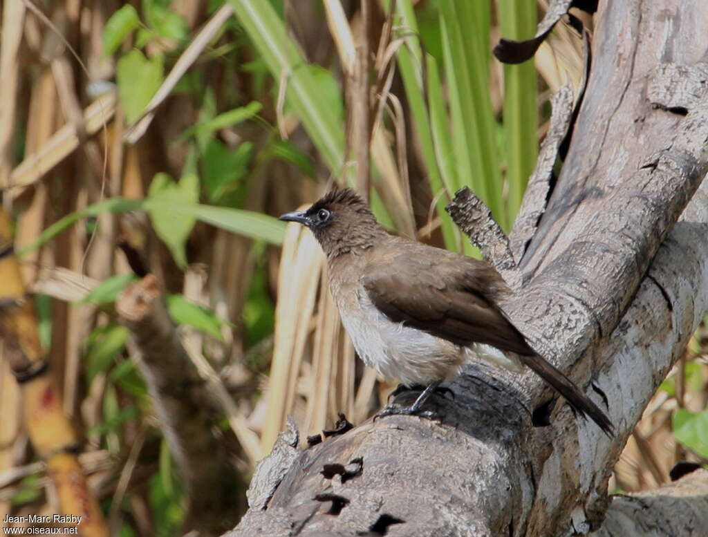 Bulbul des jardinsadulte, identification